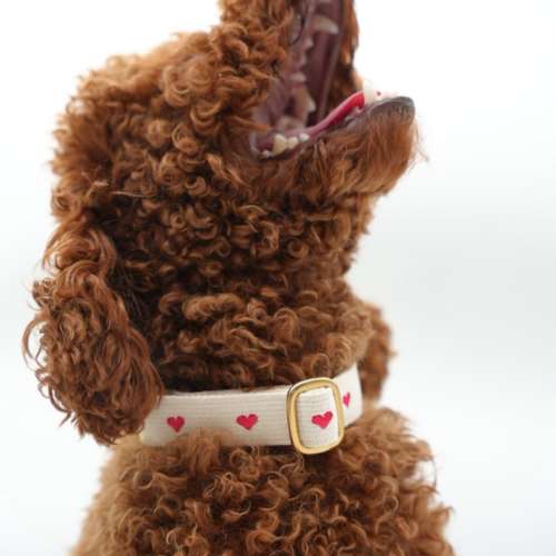 Hundeauslaufgebiet-Buna Dogfactory-Bild