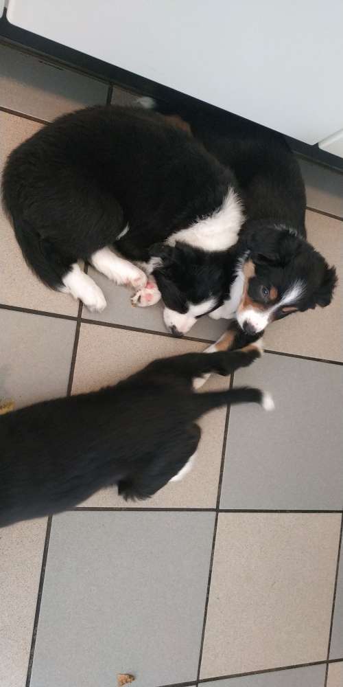 Hundeauslaufgebiet-Gemeinschaftspraxis Schubert & Dierks-Bild