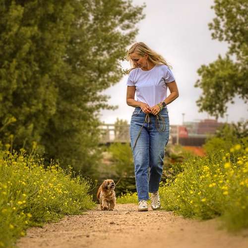 Hundeauslaufgebiet-Dogs and the City-Bild