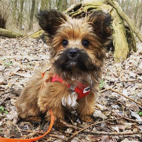 Hundeauslaufgebiet-Dogs and the City-Bild