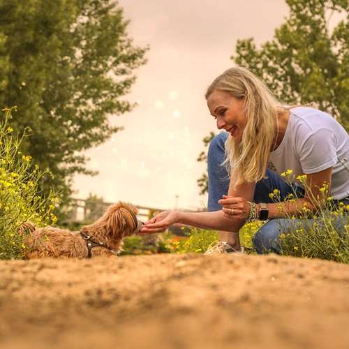Hundeauslaufgebiet-Dogs and the City-Bild