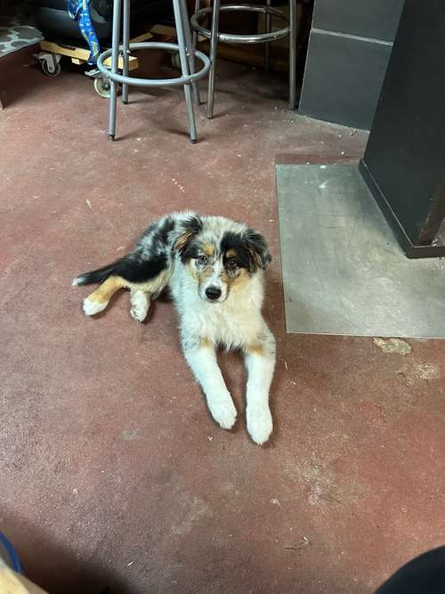 Hundeauslaufgebiet-Dr. Elke Meyer-Wilmes-Bild