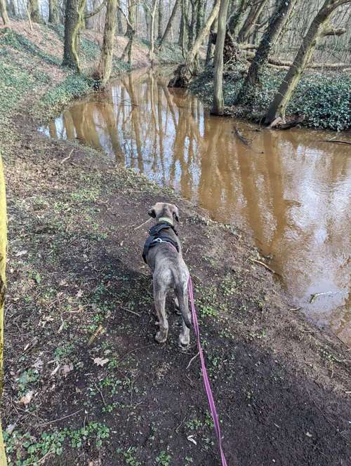 Hundeauslaufgebiet-HUNDESCHULE BAUMANNSBANDE-Bild
