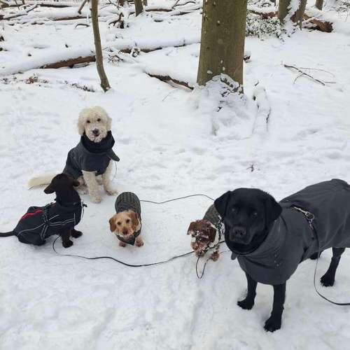 Hundeauslaufgebiet-Bianca Mühlena-Bild