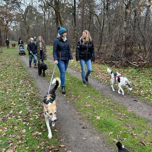 Hundeauslaufgebiet-Hundeschule Der Zwergen-Spezialist-Bild
