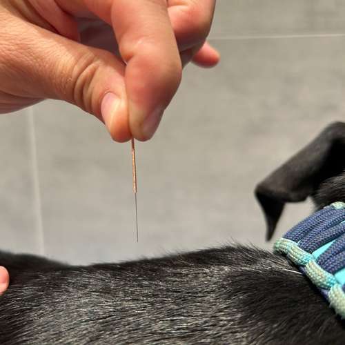 Hundeauslaufgebiet-Hundeschule Der Zwergen-Spezialist-Bild