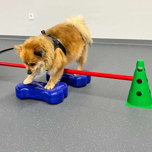 Hundeauslaufgebiet-Hundeschule Der Zwergen-Spezialist-Bild