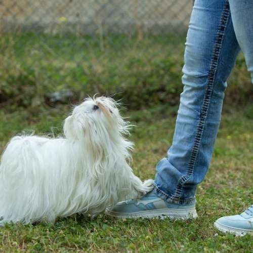 Hundeauslaufgebiet-Hundeschule Der Zwergen-Spezialist-Bild