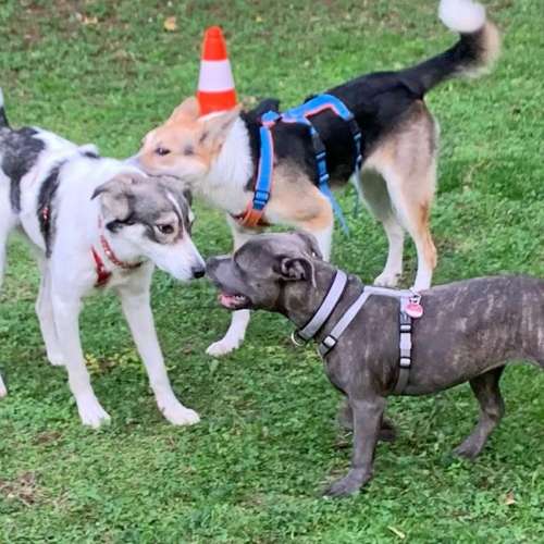 Hundeauslaufgebiet-Hundeschule Der Zwergen-Spezialist-Bild