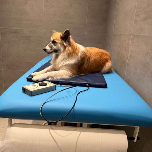 Hundeauslaufgebiet-Hundeschule Der Zwergen-Spezialist-Bild