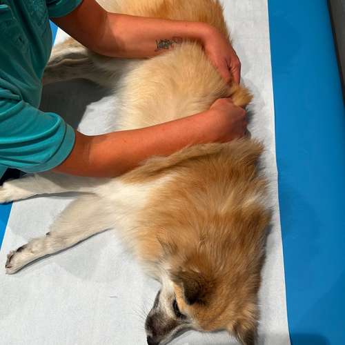 Hundeauslaufgebiet-Hundeschule Der Zwergen-Spezialist-Bild