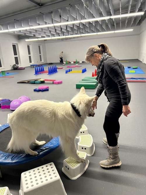 Hundeauslaufgebiet-Hundeschule Der Zwergen-Spezialist-Bild