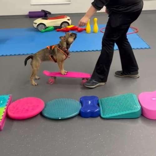 Hundeauslaufgebiet-Hundeschule Der Zwergen-Spezialist-Bild