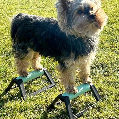 Hundeauslaufgebiet-Hundeschule Der Zwergen-Spezialist-Bild