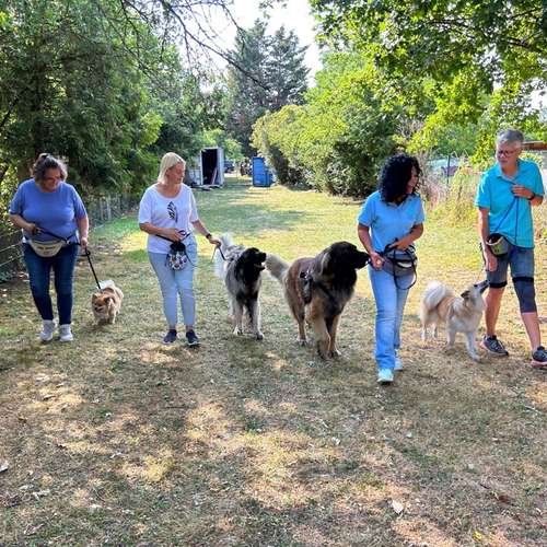 Hundeauslaufgebiet-Hundeschule Der Zwergen-Spezialist-Bild