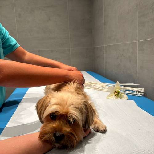 Hundeauslaufgebiet-Hundeschule Der Zwergen-Spezialist-Bild