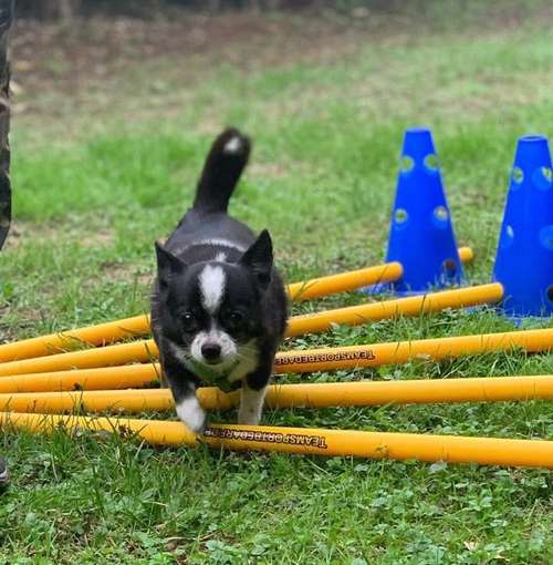 Hundeauslaufgebiet-Hundeschule Der Zwergen-Spezialist-Bild