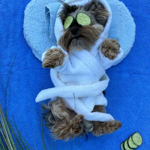 Hundeauslaufgebiet-Hundeschule Der Zwergen-Spezialist-Bild