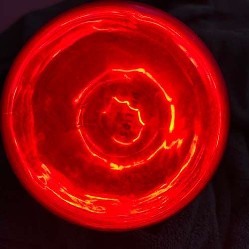 Hundeauslaufgebiet-Hundeschule Der Zwergen-Spezialist-Bild