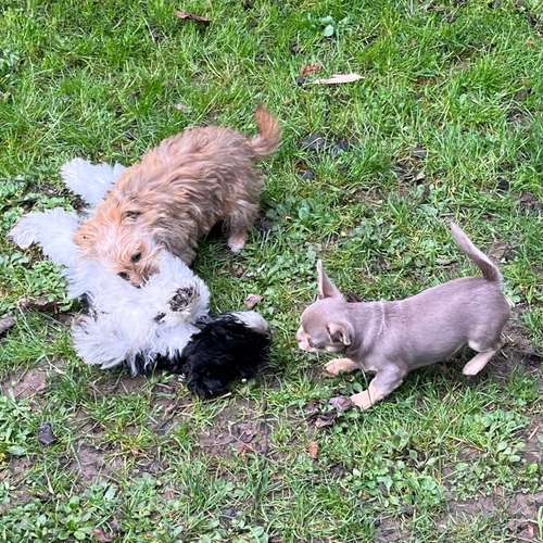 Hundeauslaufgebiet-Hundeschule Der Zwergen-Spezialist-Bild