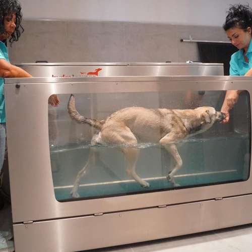 Hundeauslaufgebiet-Hundeschule Der Zwergen-Spezialist-Bild