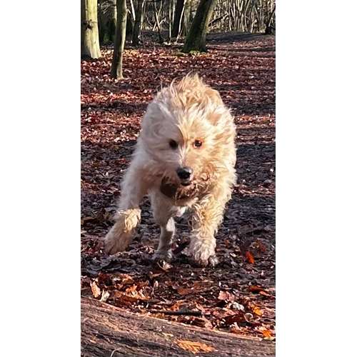 Hundeauslaufgebiet-Pfoten-Partner-Bild