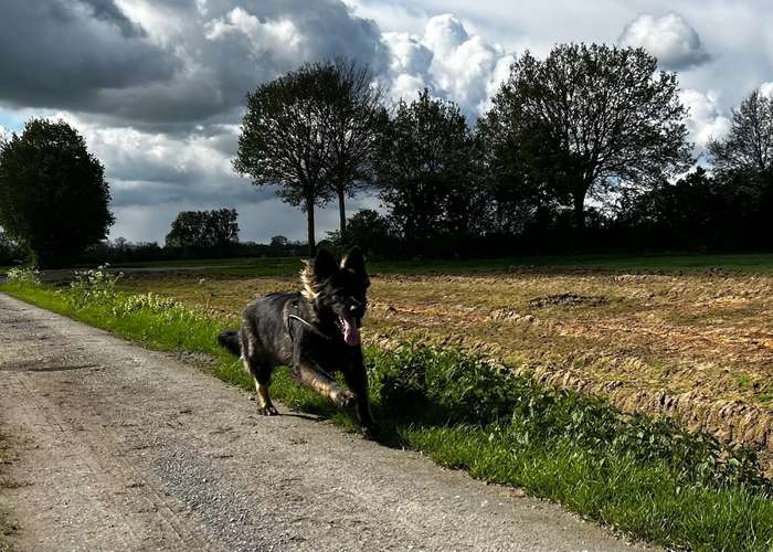 Hundeauslaufgebiet-Pfoten-Partner-Bild