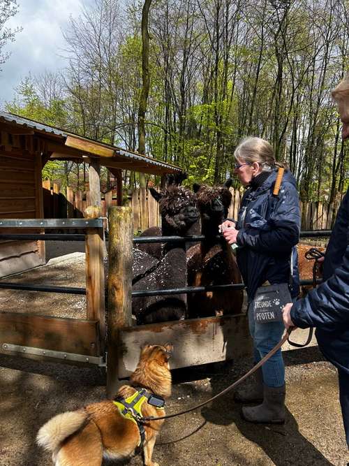 Hundeauslaufgebiet-Pfoten-Partner-Bild