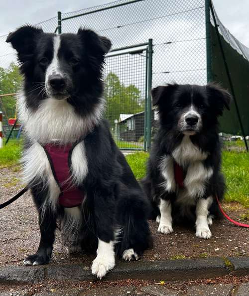 Hundeauslaufgebiet-Pfoten-Partner-Bild