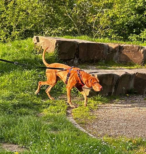 Hundeauslaufgebiet-Pfoten-Partner-Bild