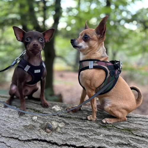 Hundeauslaufgebiet-Pfoten-Partner-Bild