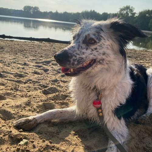 Hundeauslaufgebiet-DogMind Münsterland-Bild