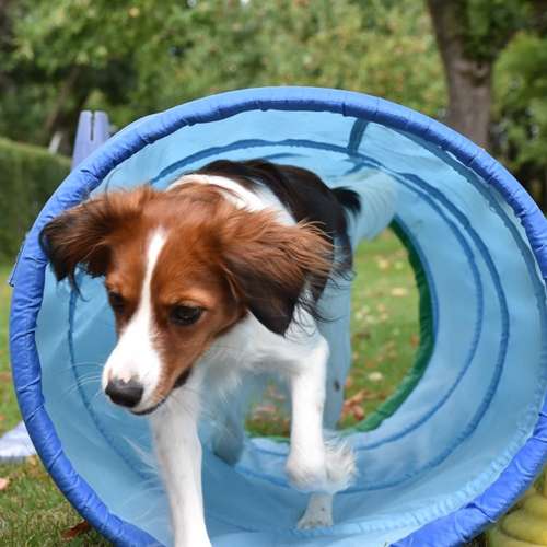 Hundeauslaufgebiet-DogMind Münsterland-Bild