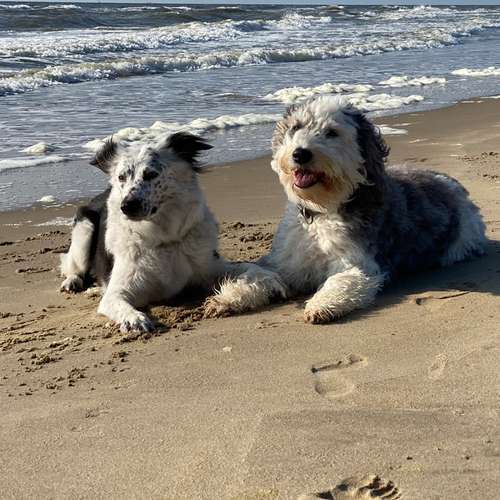 Hundeauslaufgebiet-DogMind Münsterland-Bild