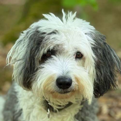 Hundeauslaufgebiet-DogMind Münsterland-Bild