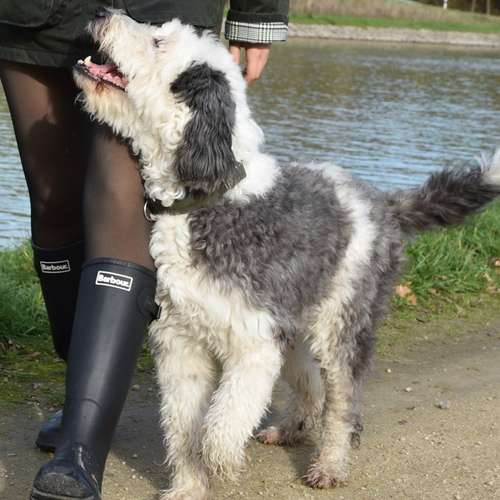 Hundeauslaufgebiet-DogMind Münsterland-Bild