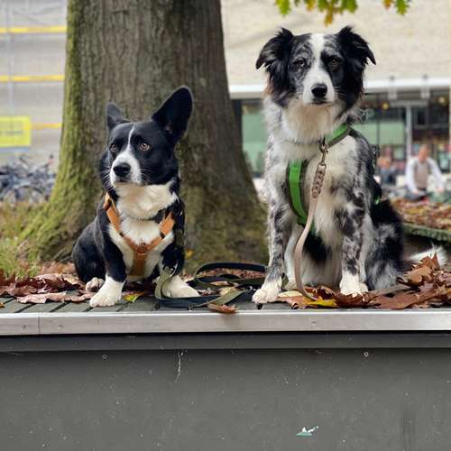 Hundeauslaufgebiet-DogMind Münsterland-Bild