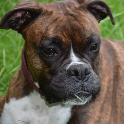 Hundeauslaufgebiet-DogMind Münsterland-Bild