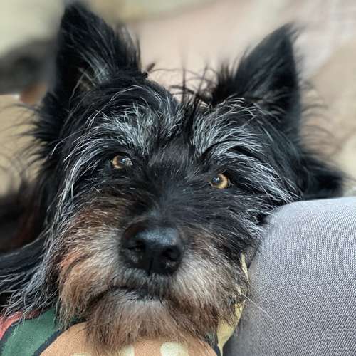 Hundeauslaufgebiet-DogMind Münsterland-Bild