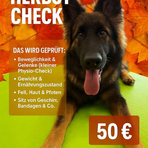 Hundeauslaufgebiet-Gesundheitszentrum für Hunde Bunter Hund-Bild