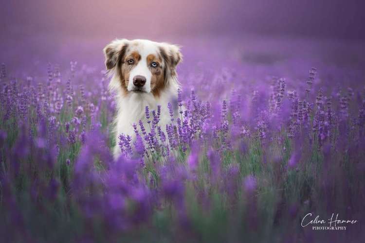 Hundeauslaufgebiet-Hundefotografie Hammer-Bild