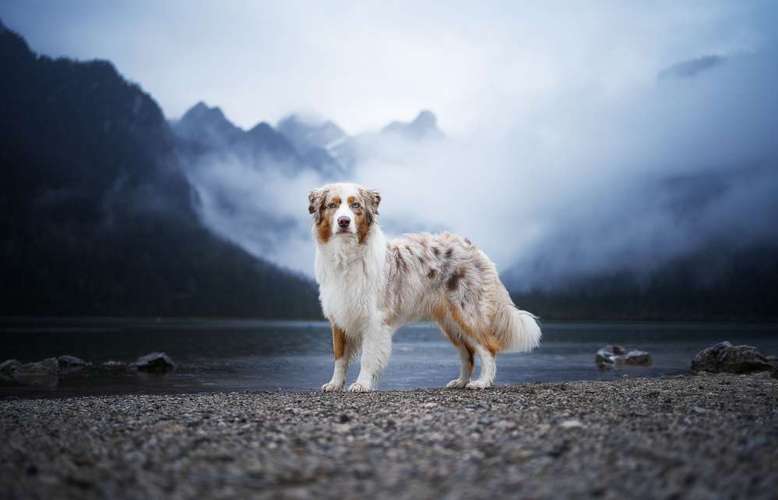 Hundeauslaufgebiet-Hundefotografie Hammer-Bild