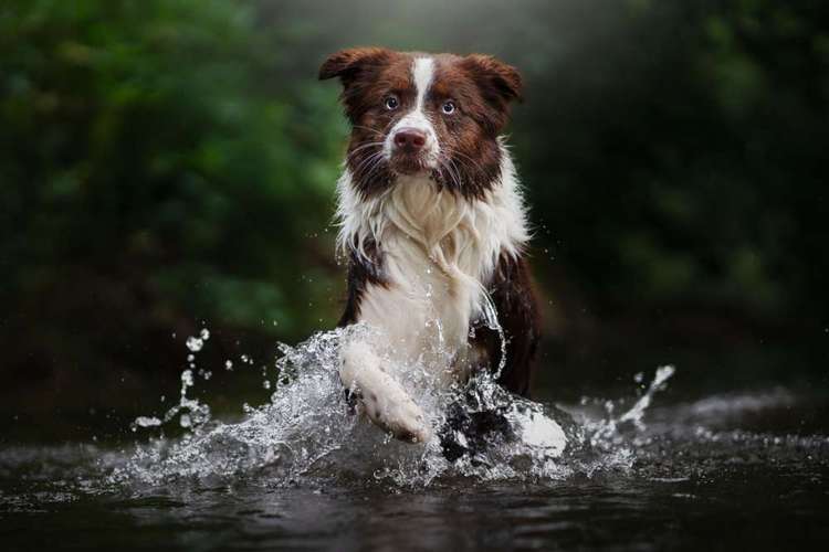 Hundeauslaufgebiet-Hundefotografie Hammer-Bild