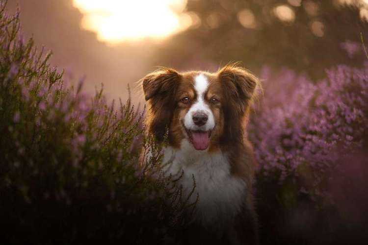 Hundeauslaufgebiet-Hundefotografie Hammer-Bild