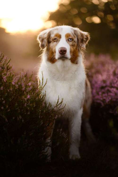 Hundeauslaufgebiet-Hundefotografie Hammer-Bild