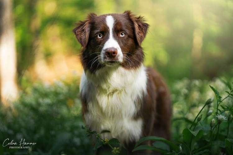 Hundeauslaufgebiet-Hundefotografie Hammer-Bild