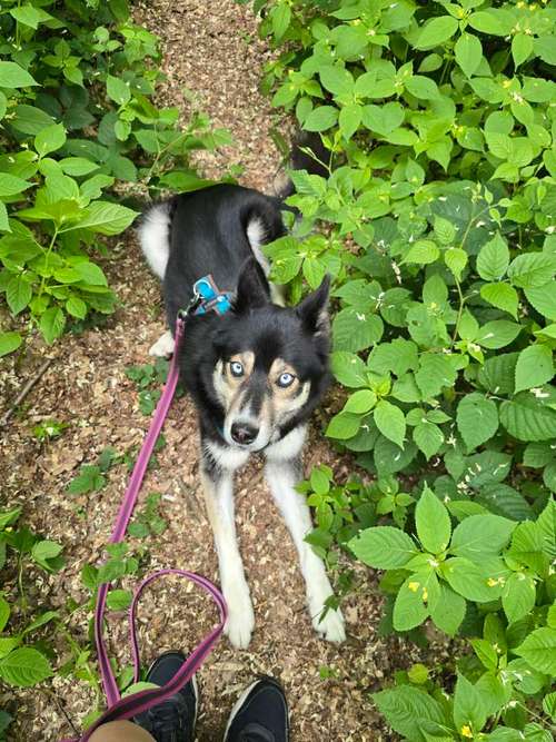 Hundeauslaufgebiet-Hundetraining BaBo-Bild