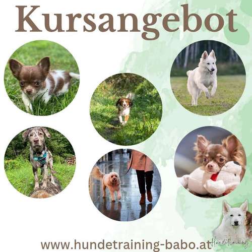 Hundeauslaufgebiet-Hundetraining BaBo-Bild