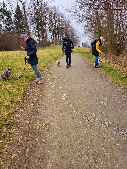 Hundeauslaufgebiet-Hundetraining BaBo-Bild