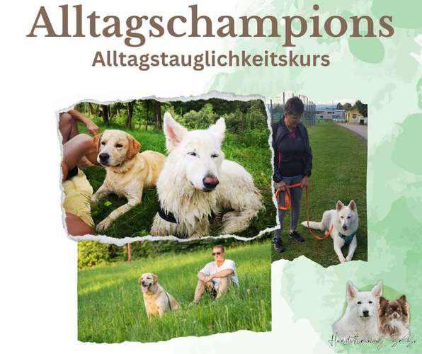 Hundeauslaufgebiet-Hundetraining BaBo-Bild